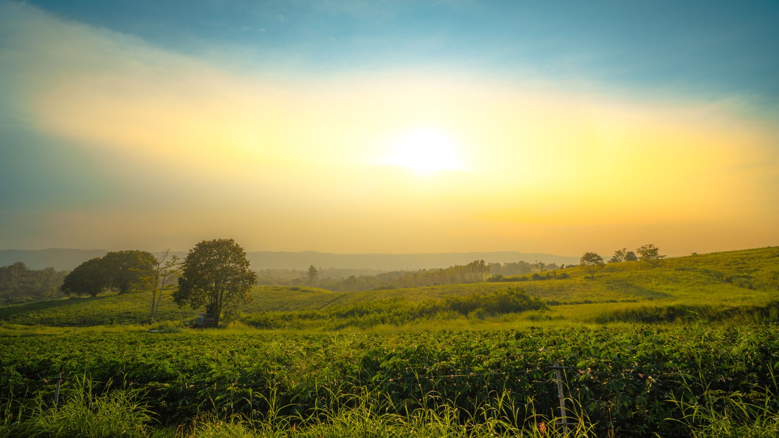 cassava and corn plantation on mountain at sunrise. Agriculture, Farm and Harvest concept.