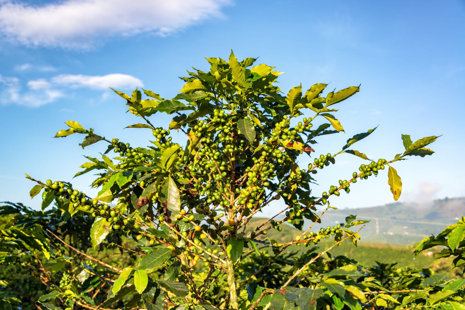 closeup-view-of-a-coffee-plant-near-manizales-col-2026-03-26-09-51-41-utc