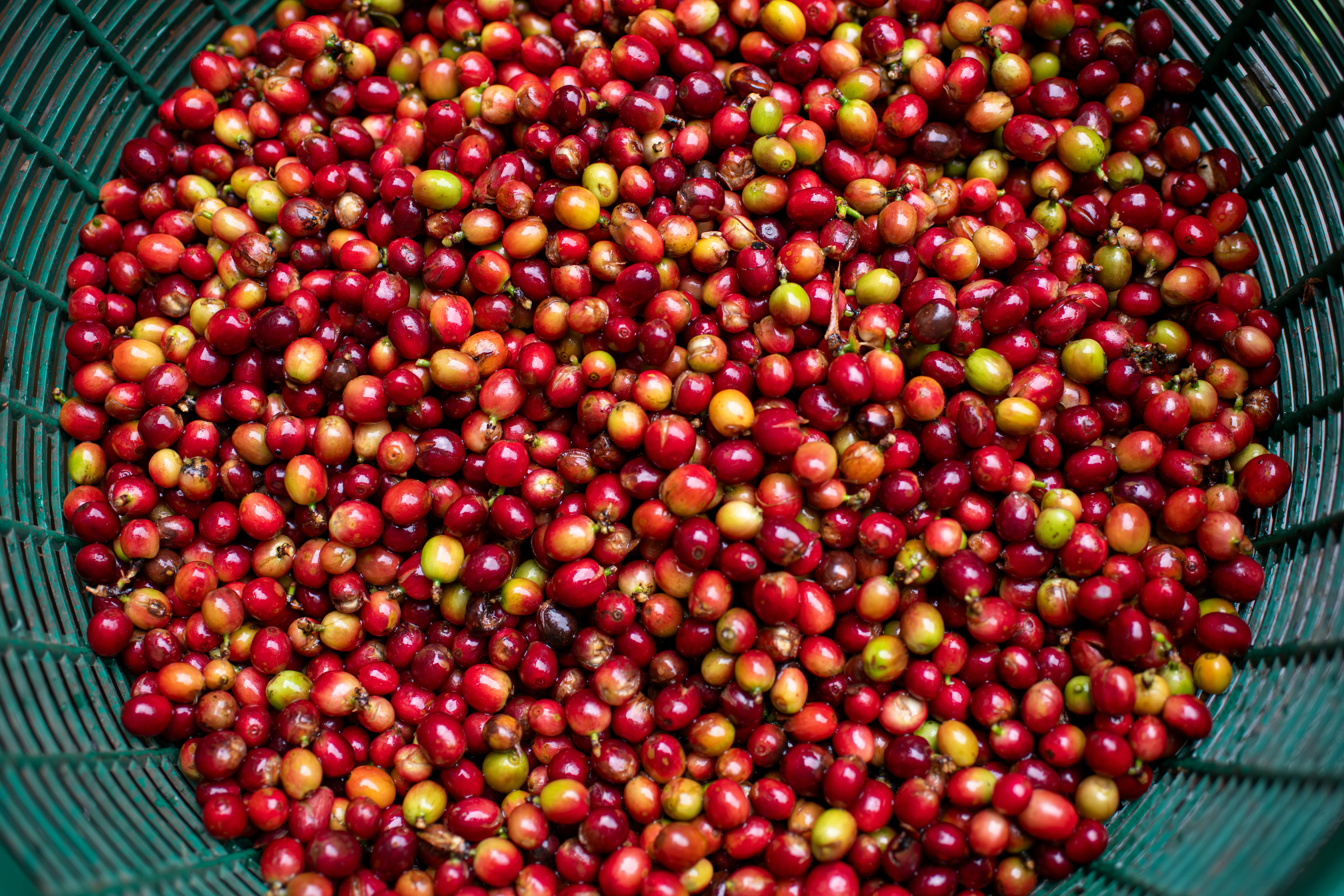 freshly-harvested-coffee-cherries-in-a-basket-2026-01-08-07-49-45-utc