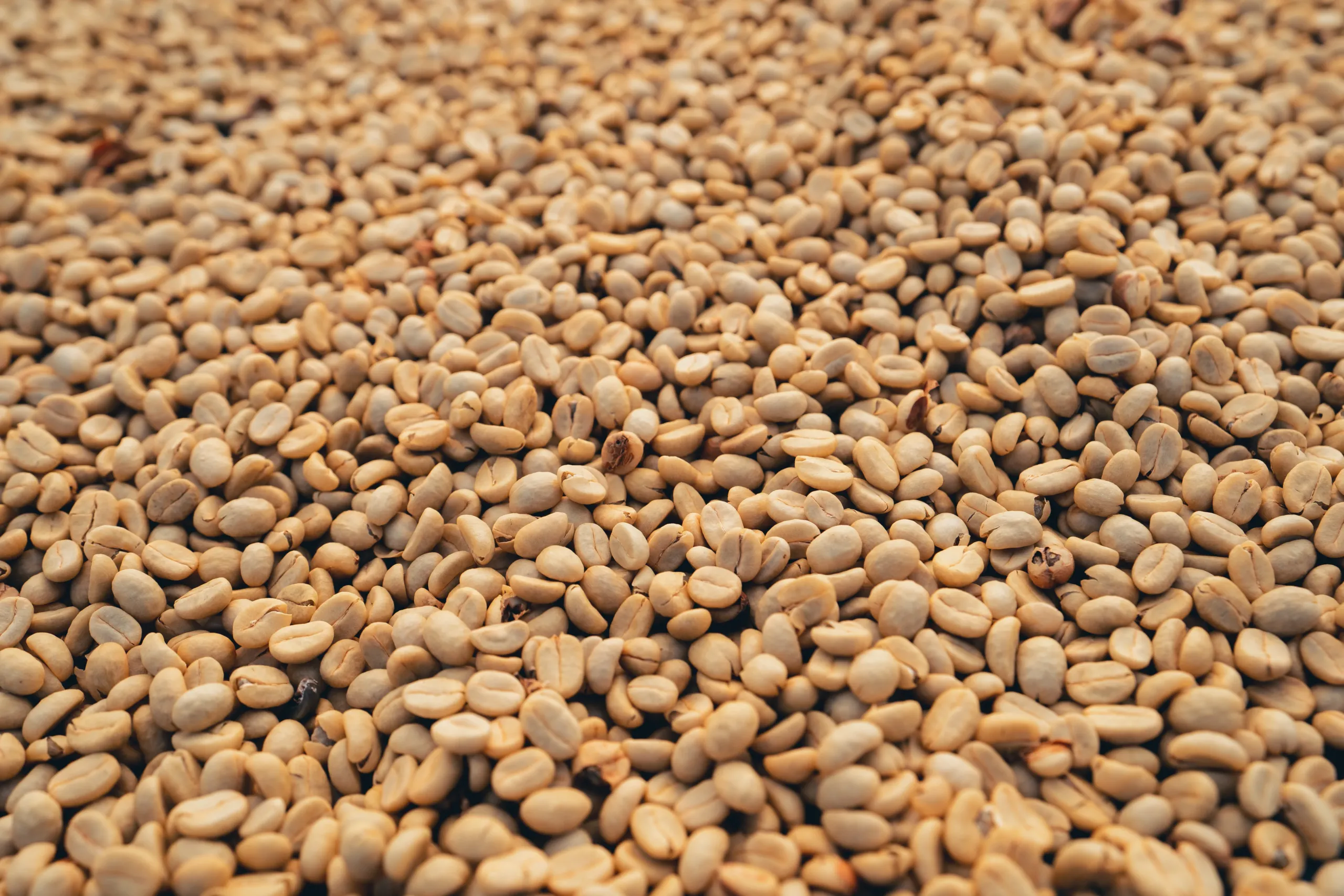 pile-of-coffee-beans-2026-01-08-22-28-10-utc