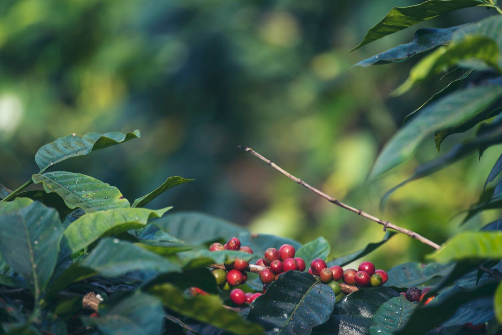 Ripe Red coffee bean berry plant fresh seed coffee tree growth in green eco organic farm